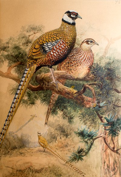 Bar-tailed Pheasant (Phasianus reevesi), 1852-54 by Joseph Wolf